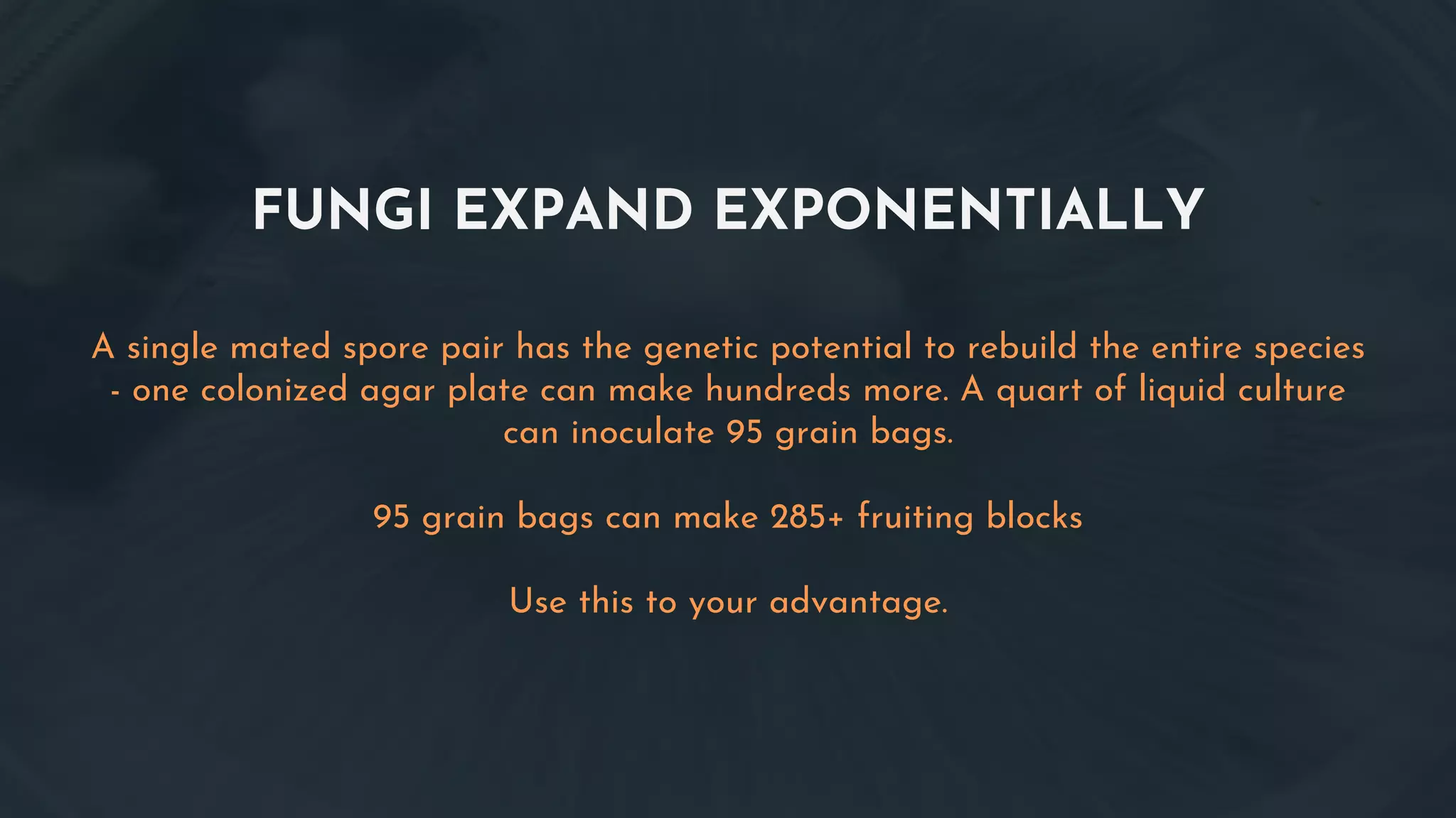 FUNGI EXPAND EXPONENTIALLY
A single mated spore pair has the genetic potential to rebuild the entire species
- one colonized agar plate can make hundreds more. A quart of liquid culture
can inoculate 95 grain bags.
95 grain bags can make 285+ fruiting blocks
Use this to your advantage.
 