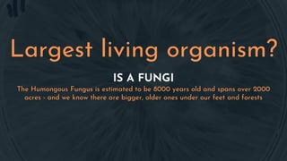 IS A FUNGI
The Humongous Fungus is estimated to be 8000 years old and spans over 2000
acres - and we know there are bigger, older ones under our feet and forests
Largest living organism?
 