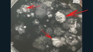 Zen & The Art of Mushroom Cultivation - 2022