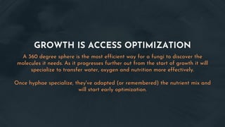 GROWTH IS ACCESS OPTIMIZATION
A 360 degree sphere is the most efficient way for a fungi to discover the
molecules it needs. As it progresses further out from the start of growth it will
specialize to transfer water, oxygen and nutrition more effectively.
Once hyphae specialize, they've adapted (or remembered) the nutrient mix and
will start early optimization.
 