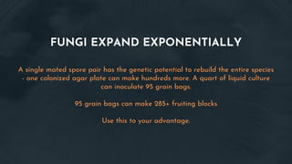 FUNGI EXPAND EXPONENTIALLY
A single mated spore pair has the genetic potential to rebuild the entire species
- one colonized agar plate can make hundreds more. A quart of liquid culture
can inoculate 95 grain bags.
95 grain bags can make 285+ fruiting blocks
Use this to your advantage.
 