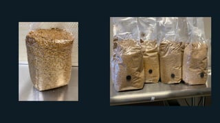 Zen & The Art of Mushroom Cultivation - 2022