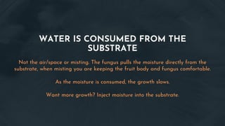 WATER IS CONSUMED FROM THE
SUBSTRATE
Not the air/space or misting. The fungus pulls the moisture directly from the
substrate, when misting you are keeping the fruit body and fungus comfortable.
As the moisture is consumed, the growth slows.
Want more growth? Inject moisture into the substrate.
 