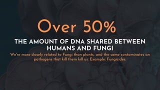 THE AMOUNT OF DNA SHARED BETWEEN
HUMANS AND FUNGI
We're more closely related to Fungi than plants, and the same contaminates an
pathogens that kill them kill us. Example: Fungicides.
Over 50%
 