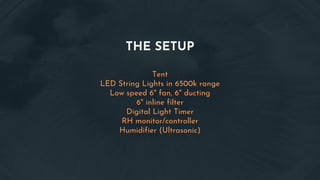 THE SETUP
Tent
LED String Lights in 6500k range
Low speed 6" fan, 6" ducting
6" inline filter
Digital Light Timer
RH monitor/controller
Humidifier (Ultrasonic)
 