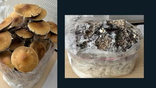 Zen & The Art of Mushroom Cultivation - 2022