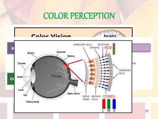 Color and shade matching | PPTX