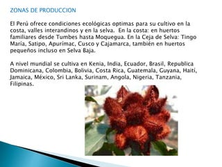 ZONAS DE PRODUCCION 
El Perú ofrece condiciones ecológicas optimas para su cultivo en la 
costa, valles interandinos y en la selva. En la costa: en huertos 
familiares desde Tumbes hasta Moquegua. En la Ceja de Selva: Tingo 
María, Satipo, Apurímac, Cusco y Cajamarca, también en huertos 
pequeños incluso en Selva Baja. 
A nivel mundial se cultiva en Kenia, India, Ecuador, Brasil, Republica 
Dominicana, Colombia, Bolivia, Costa Rica, Guatemala, Guyana, Haití, 
Jamaica, México, Sri Lanka, Surinam, Angola, Nigeria, Tanzania, 
Filipinas. 
 