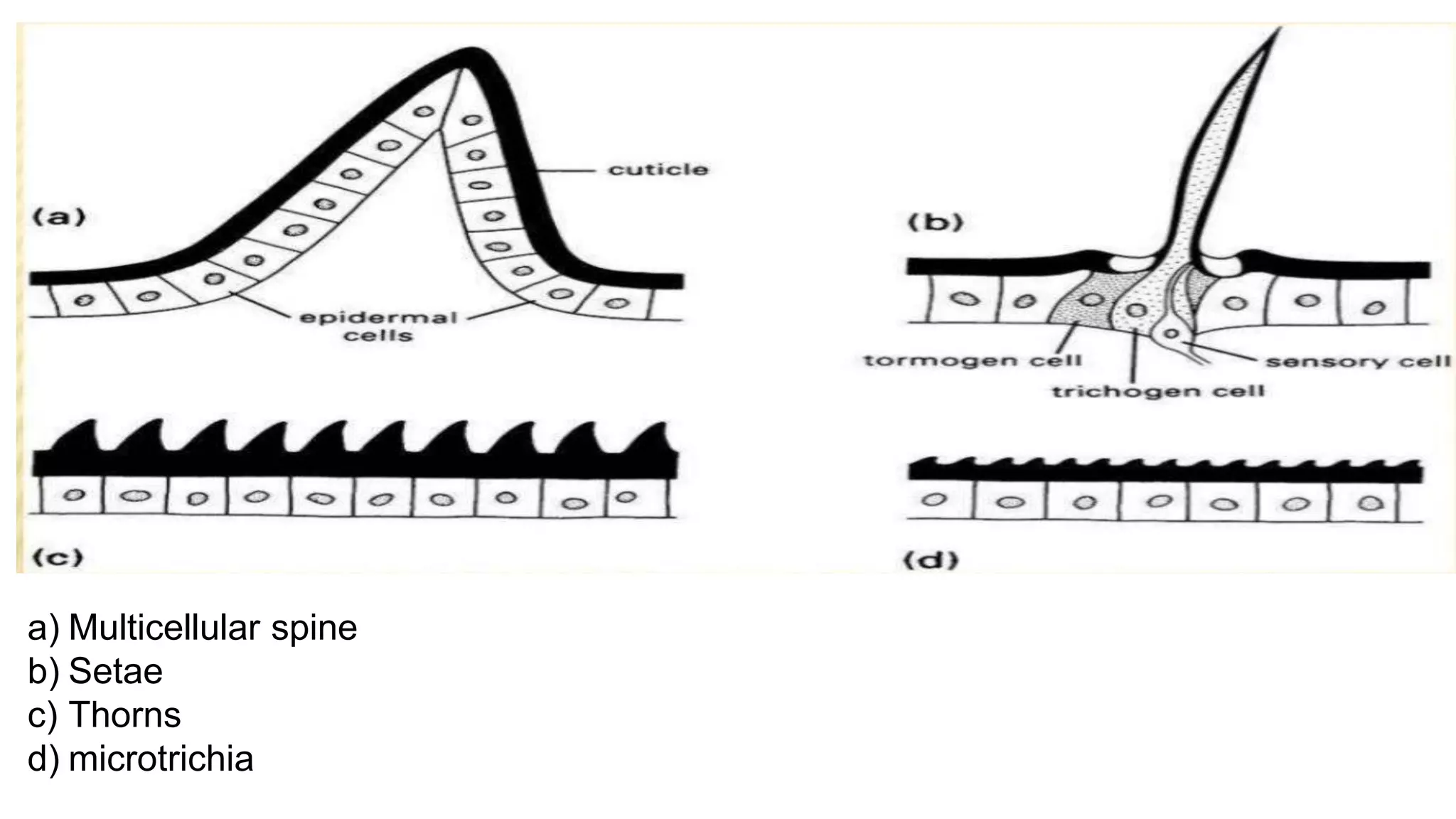 Insect coloration and Integumentary structures | PPTX