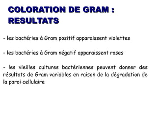 COLORATION DE GRAM :
 RESULTATS

- les bactéries à Gram positif apparaissent violettes

- les bactéries à Gram négatif apparaissent roses

- les vieilles cultures bactériennes peuvent donner des
résultats de Gram variables en raison de la dégradation de
la paroi cellulaire
 