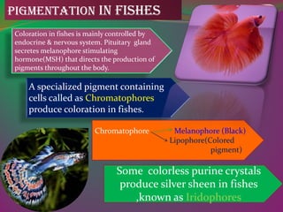 Coloration in Fishes ppt aqc full detail .pdf