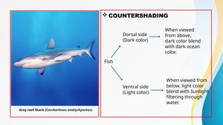 Coloration in fishes: Sources and Significace By Mohd Aqib , Masters ...