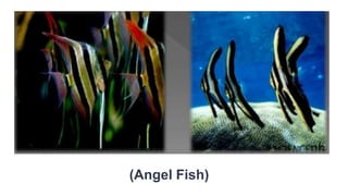 (Angel Fish)
 