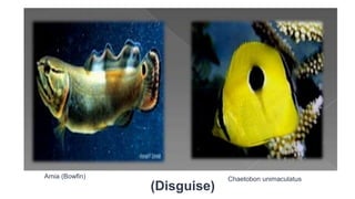 Amia (Bowfin) Chaetobon unimaculatus
(Disguise)
 
