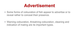 Coloration in Fishes | PPTX