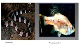 Serpent eel Ameca splendens
 