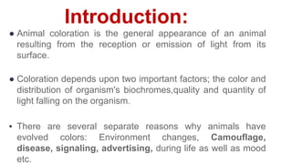 Introduction:
● Animal coloration is the general appearance of an animal
resulting from the reception or emission of light from its
surface.
● Coloration depends upon two important factors; the color and
distribution of organism's biochromes,quality and quantity of
light falling on the organism.
▪ There are several separate reasons why animals have
evolved colors: Environment changes, Camouflage,
disease, signaling, advertising, during life as well as mood
etc.
 