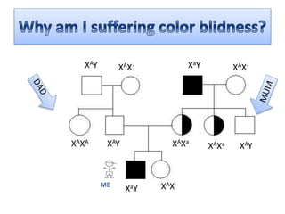 XAY XAX- XaY XAX-
XAXA XAXa
XAXaXAY XAY
XaY XAX-ME