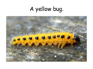 Color Bugs | PPT