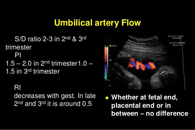 Diagram Of Uterine Artery