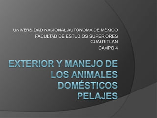 EXTERIOR Y MANEJO DE LOS ANIMALES DOMÉSTICOSPELAJES,[object Object],UNIVERSIDAD NACIONAL AUTÓNOMA DE MÉXICO,[object Object],FACULTAD DE ESTUDIOS SUPERIORES CUAUTITLAN,[object Object],CAMPO 4,[object Object]