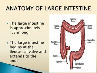  The large intestine
is approximately
1.5 mlong
 The large intestine
begins at the
ileocaecal valve and
extends to the
anus.
 