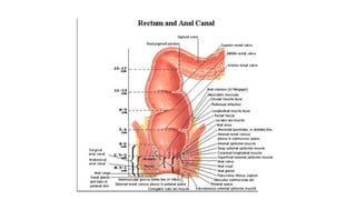 Colorectal carcinoma  anatomy to management