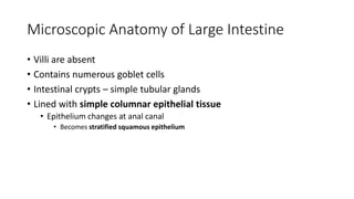 Colorectal carcinoma  anatomy to management