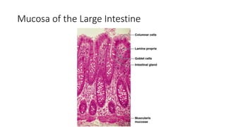 Colorectal carcinoma  anatomy to management
