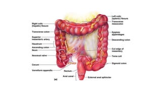 Colorectal carcinoma  anatomy to management