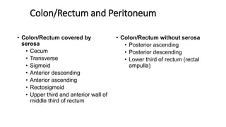 Colon/Rectum and Peritoneum
• Colon/Rectum covered by
serosa
• Cecum
• Transverse
• Sigmoid
• Anterior descending
• Anterior ascending
• Rectosigmoid
• Upper third and anterior wall of
middle third of rectum
• Colon/Rectum without serosa
• Posterior ascending
• Posterior descending
• Lower third of rectum (rectal
ampulla)
 