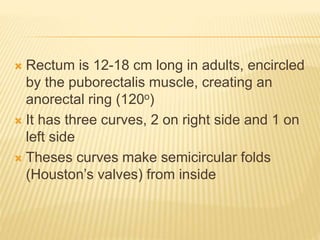  Rectum is 12-18 cm long in adults, encircled
by the puborectalis muscle, creating an
anorectal ring (120o)
 It has three curves, 2 on right side and 1 on
left side
 Theses curves make semicircular folds
(Houston’s valves) from inside
 