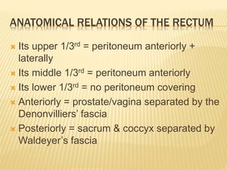 ANATOMICAL RELATIONS OF THE RECTUM
 Its upper 1/3rd = peritoneum anteriorly +
laterally
 Its middle 1/3rd = peritoneum anteriorly
 Its lower 1/3rd = no peritoneum covering
 Anteriorly = prostate/vagina separated by the
Denonvilliers’ fascia
 Posteriorly = sacrum & coccyx separated by
Waldeyer’s fascia
 