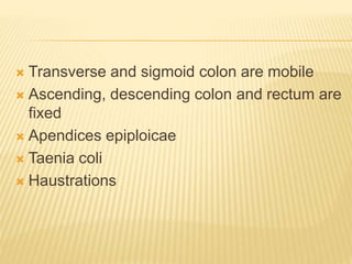 Transverse and sigmoid colon are mobile
 Ascending, descending colon and rectum are
fixed
 Apendices epiploicae
 Taenia coli
 Haustrations
 