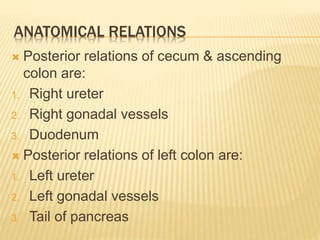 ANATOMICAL RELATIONS
 Posterior relations of cecum & ascending
colon are:
1. Right ureter
2. Right gonadal vessels
3. Duodenum
 Posterior relations of left colon are:
1. Left ureter
2. Left gonadal vessels
3. Tail of pancreas
 