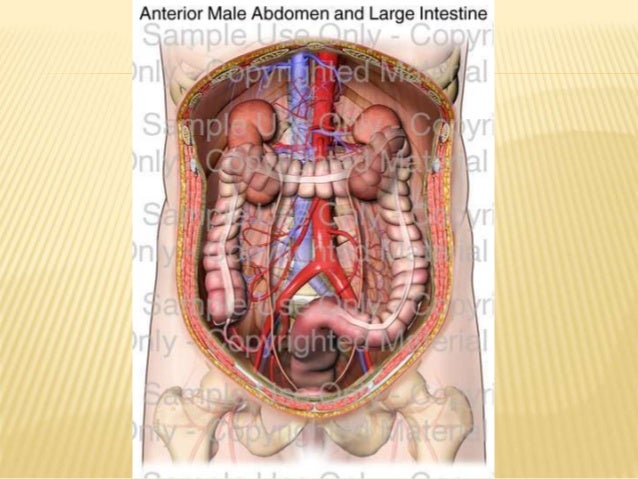 anorectal flexture anorectal flexture
