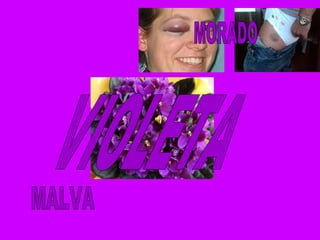 VIOLETA MALVA MORADO