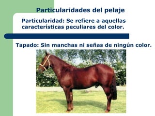 Particularidades del pelaje Particularidad: Se refiere a aquellas características peculiares del color. Tapado: Sin manchas ni señas de ningún color. 