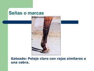 Señas o marcas Gateado: Pelaje claro con rajas similares a una cebra. 