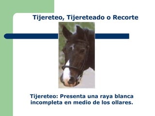 Tijereteo, Tijereteado o Recorte Tijereteo: Presenta una raya blanca incompleta en medio de los ollares. 