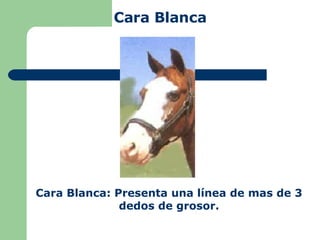Cara Blanca Cara Blanca: Presenta una línea de mas de 3 dedos de grosor. 