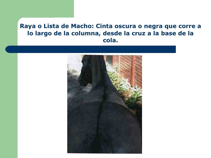 Que blanquea la máscara para la persona con el limón del vídeo
