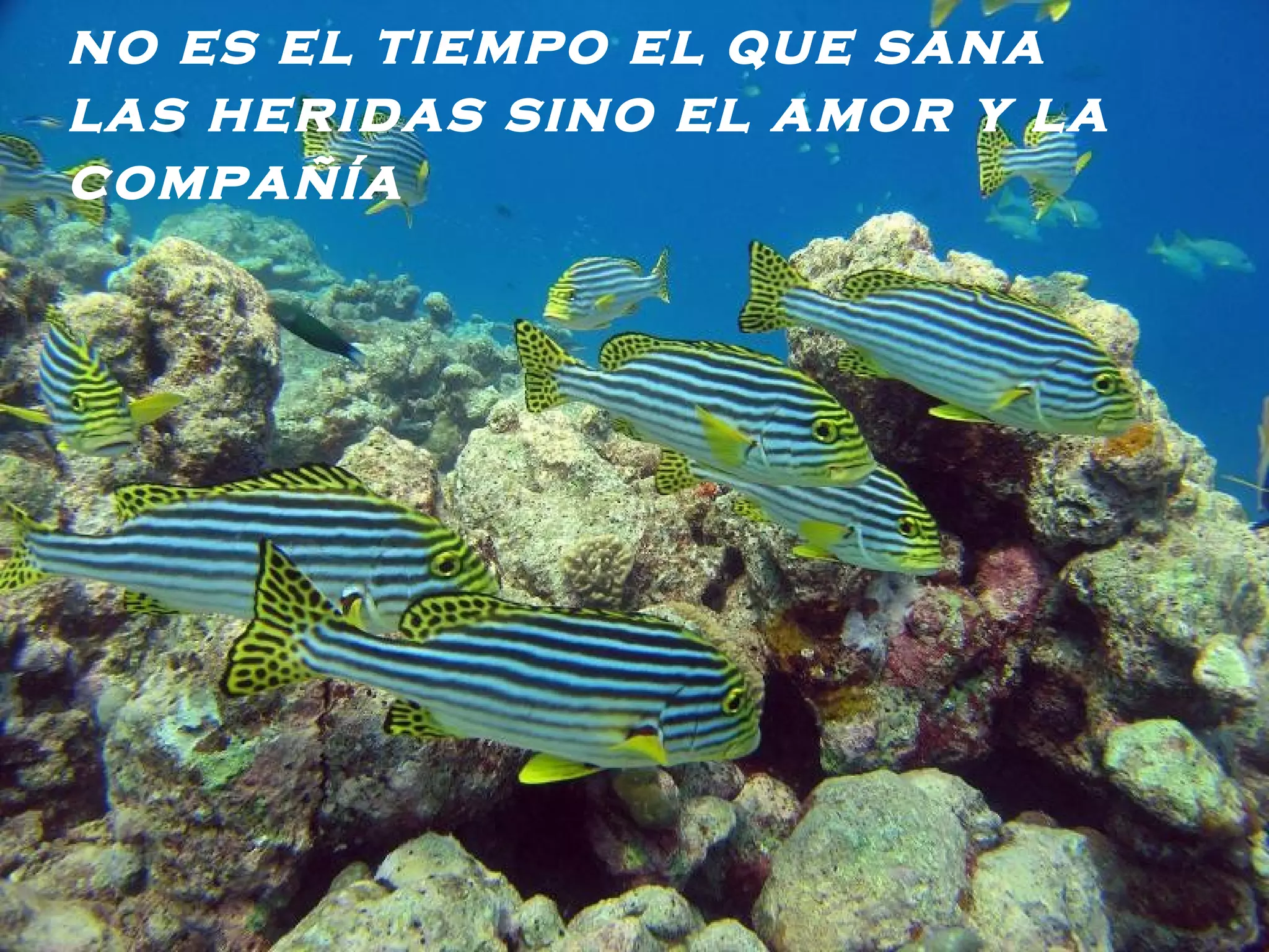 no es el tiempo el que sana las heridas sino el amor y la compañía