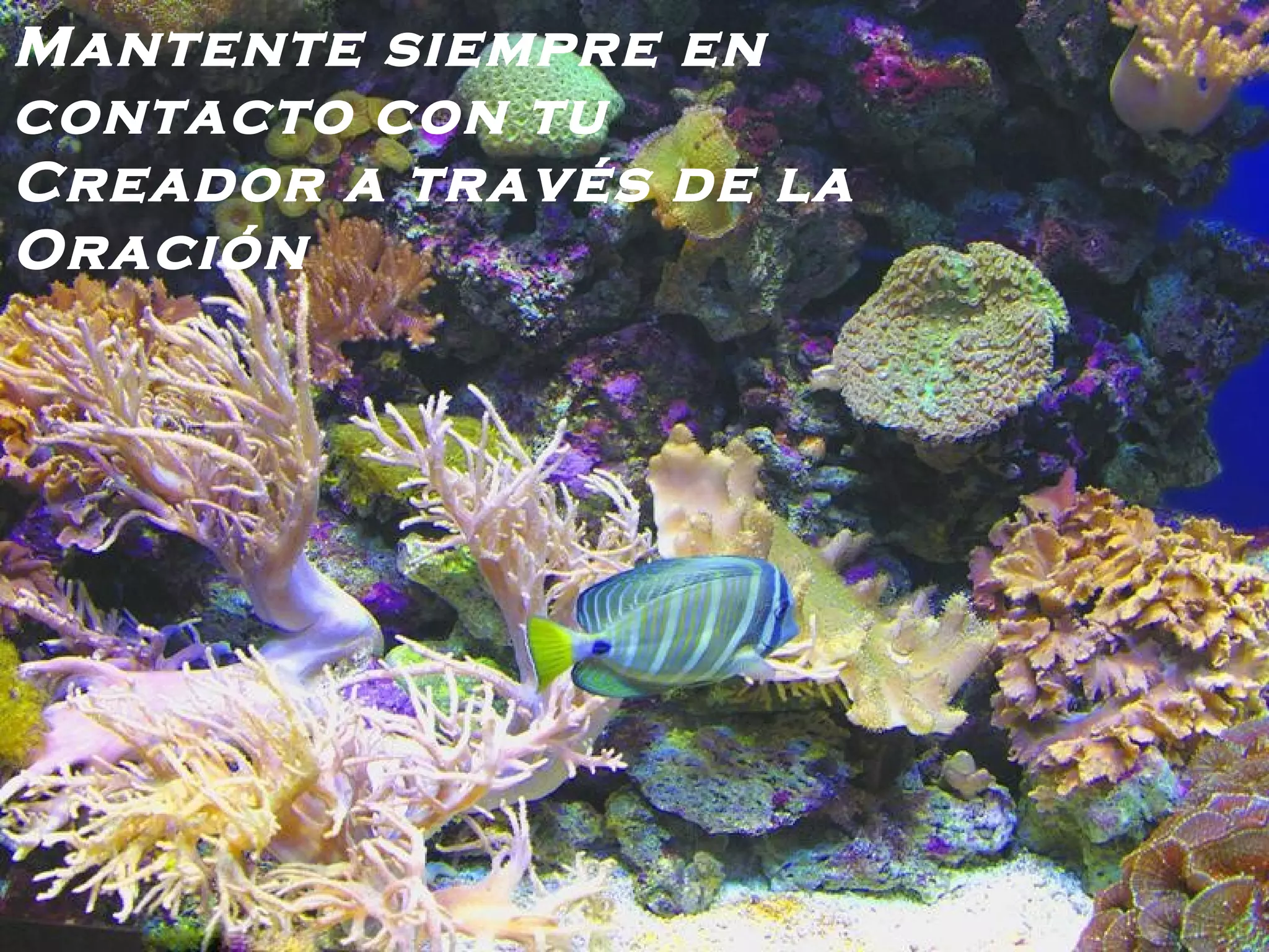 Mantente siempre en contacto con tu Creador a través de la Oración