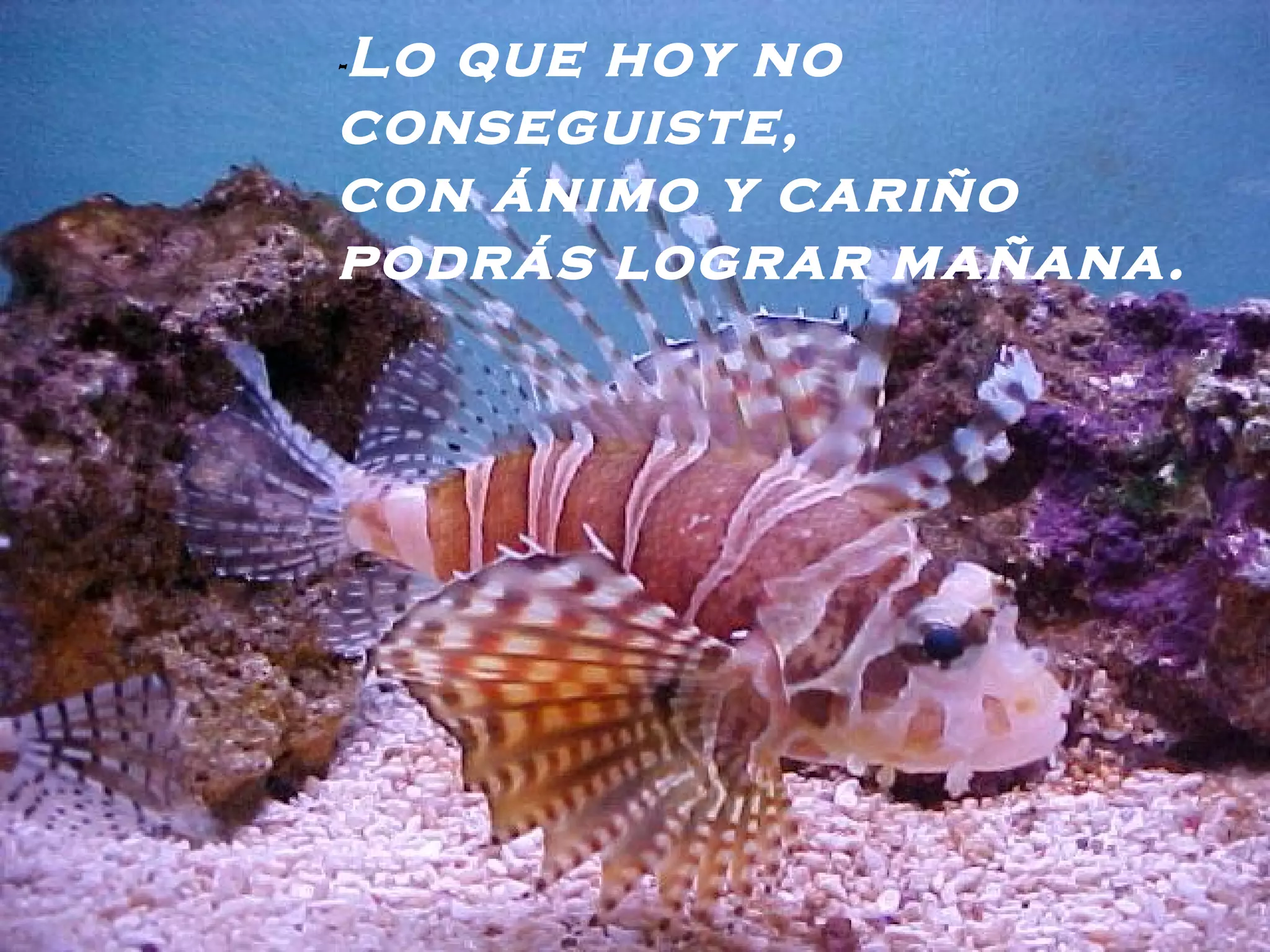 - Lo que hoy no conseguiste, con ánimo y cariño podrás lograr mañana.