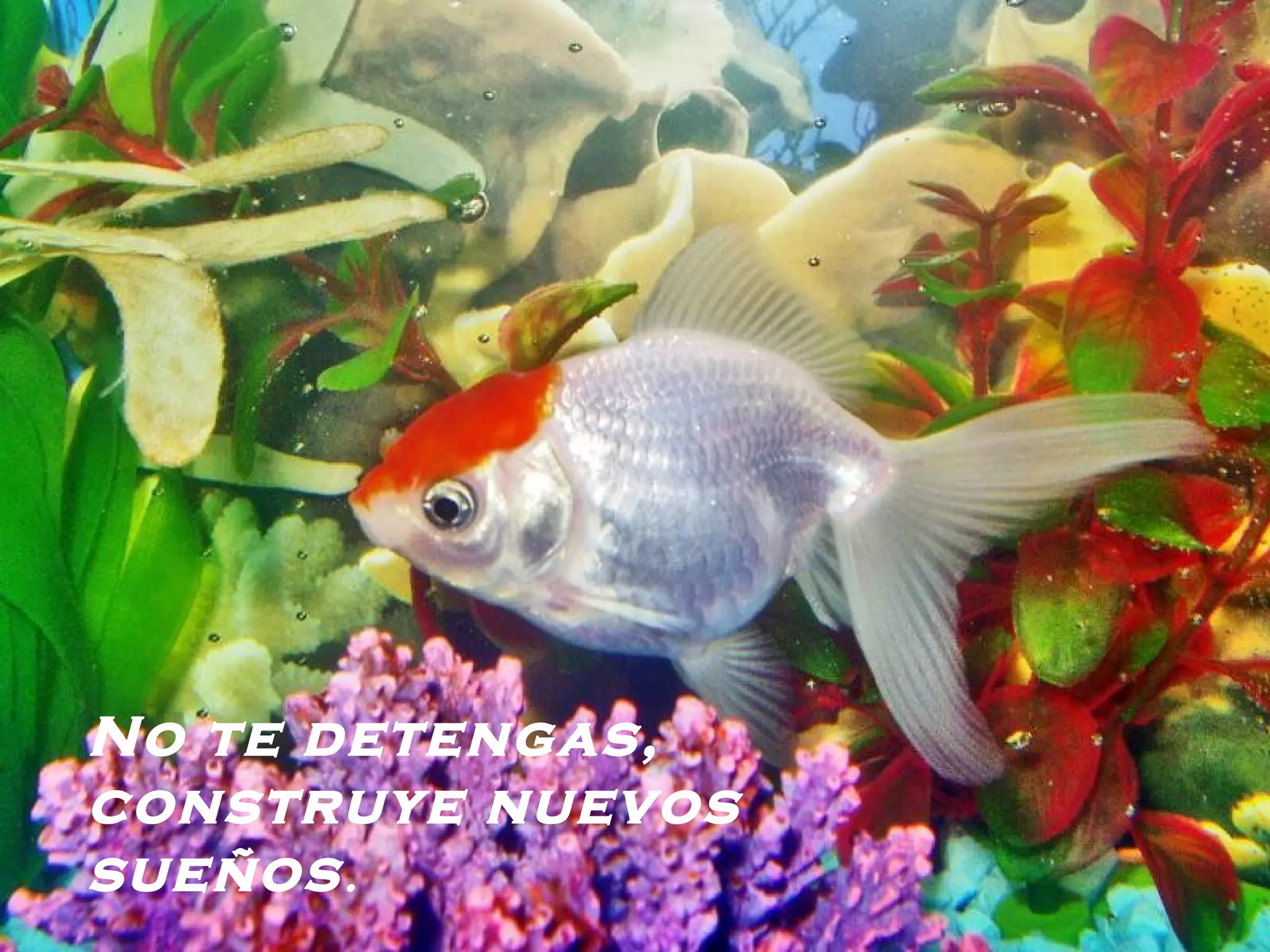 No te detengas, construye nuevos sueños .