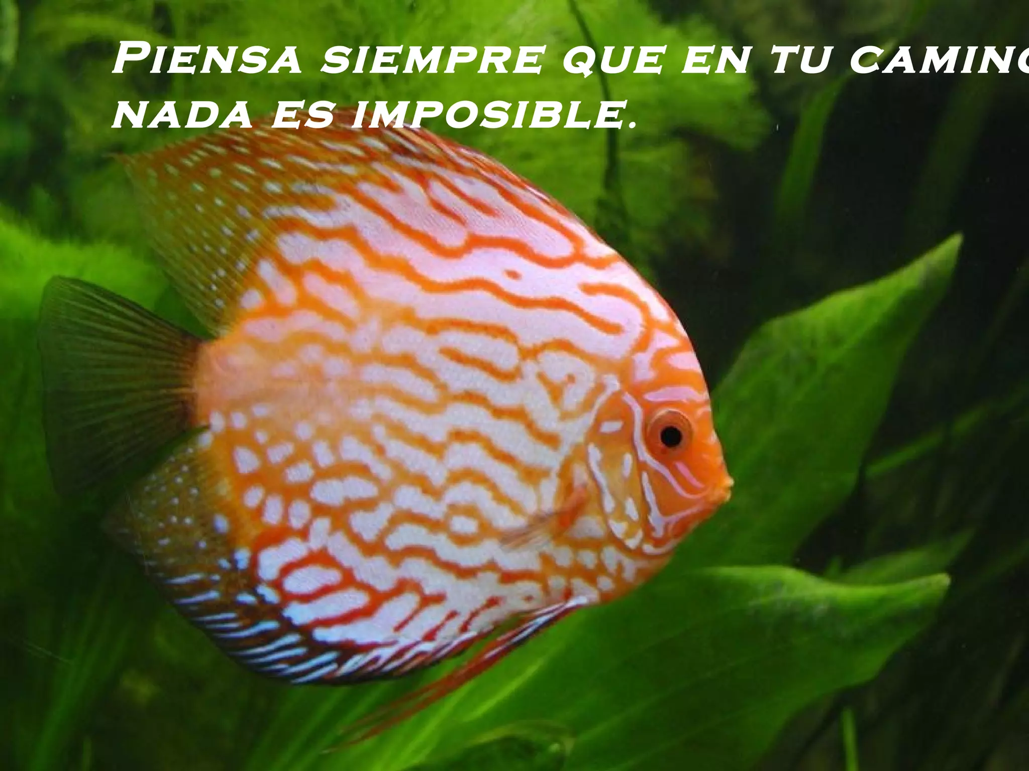 Piensa siempre que en tu camino nada es imposible .