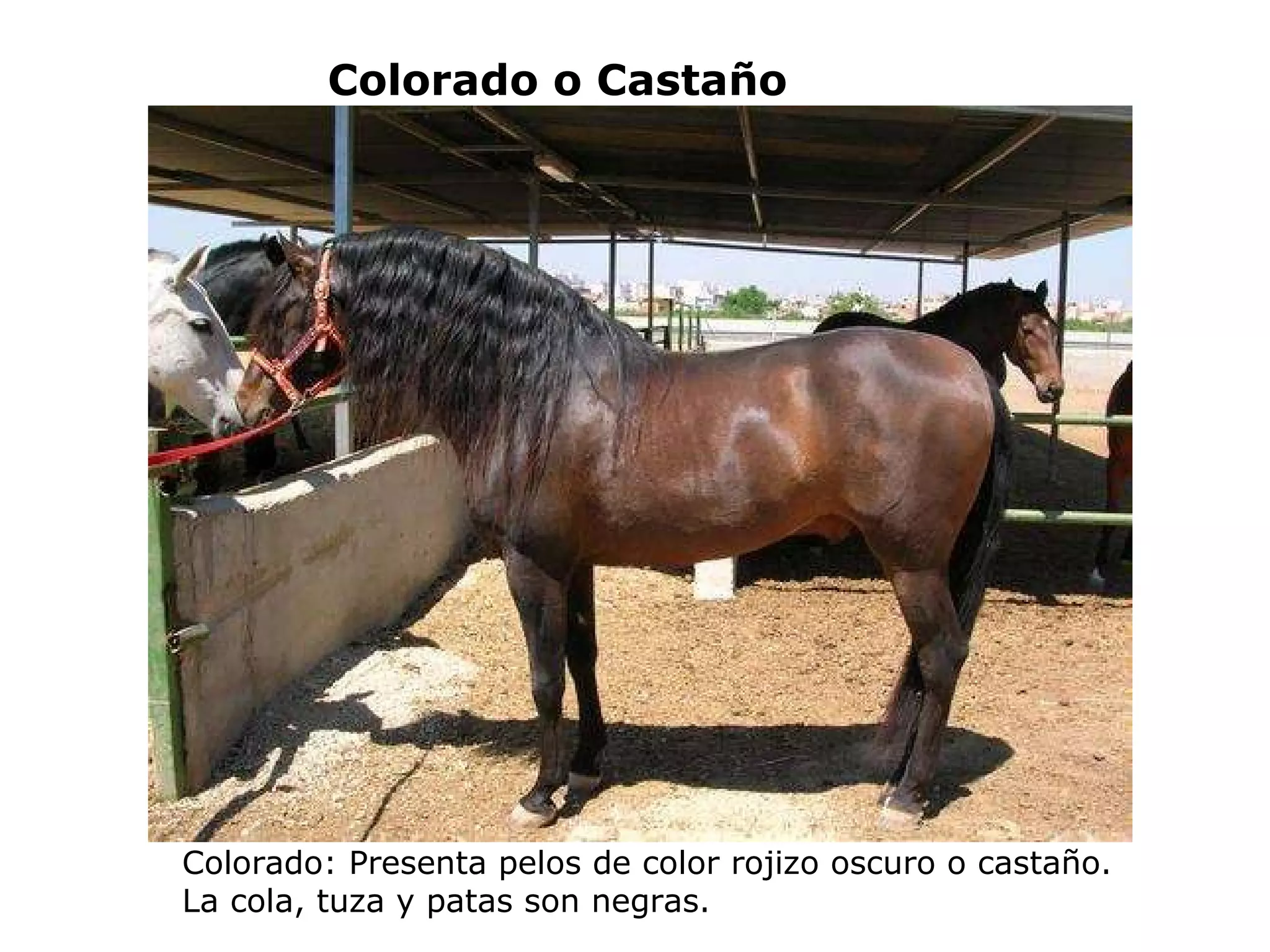 Figura De Caballo Breyer Tradicional, Modelo Ritz árabe, Pintado A Mano, Color Marrón Y Negro