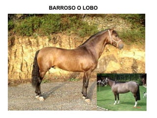 BARROSO O LOBO 