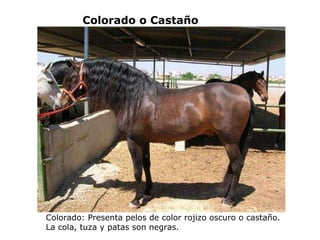 Colorado o Castaño Colorado: Presenta pelos de color rojizo oscuro o castaño. La cola, tuza y patas son negras. 